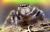 Adult Male Jumping Spider Evarcha sp. Salticidae