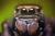 "Surprise" Adult Male Jumping Spider Evarcha sp. Salticidae